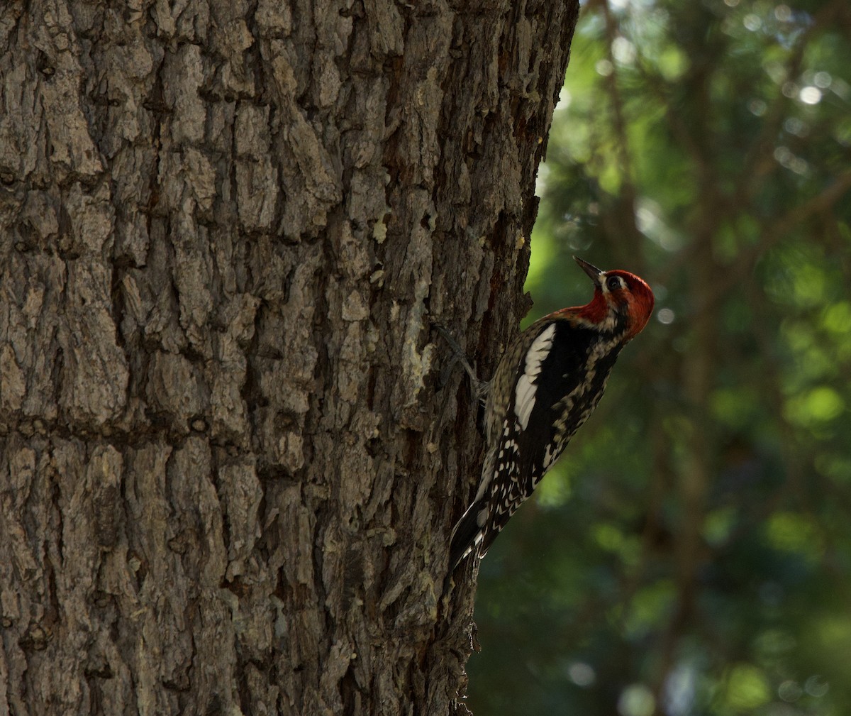 Red-breasted Sapsucker - ML644040797