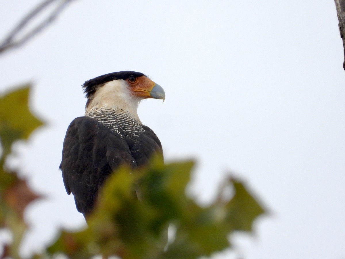 Crested Caracara (Northern) - ML644040798
