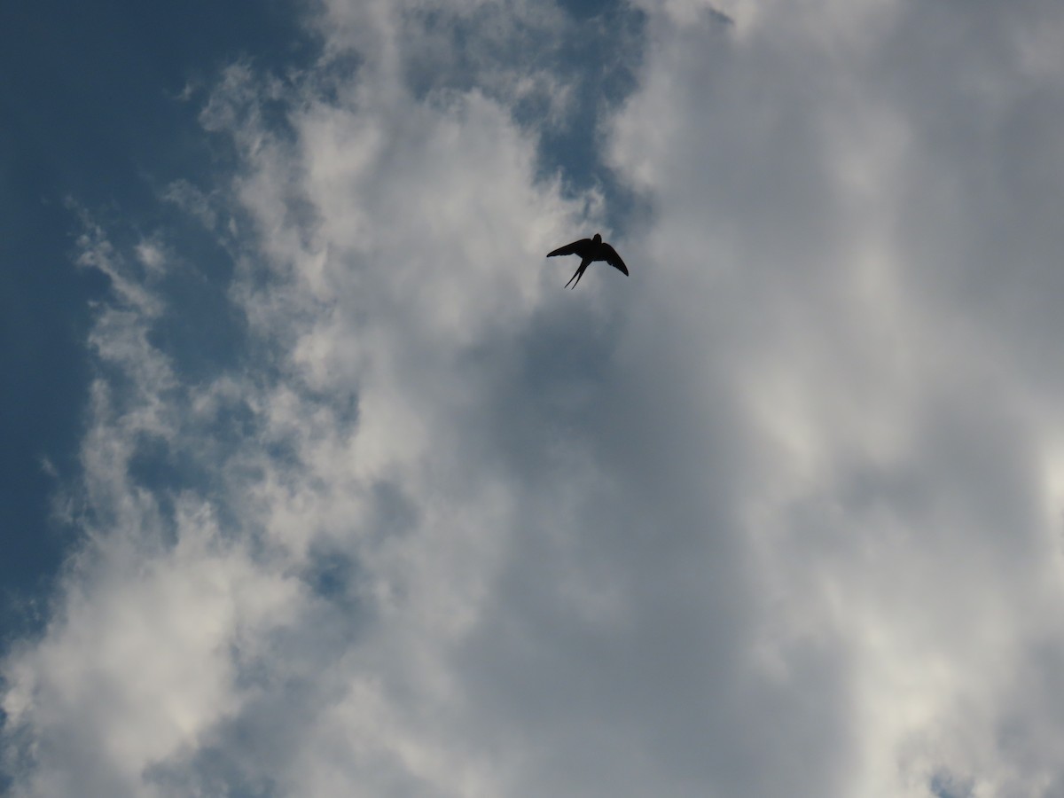 Alpine Swift - ML644040799