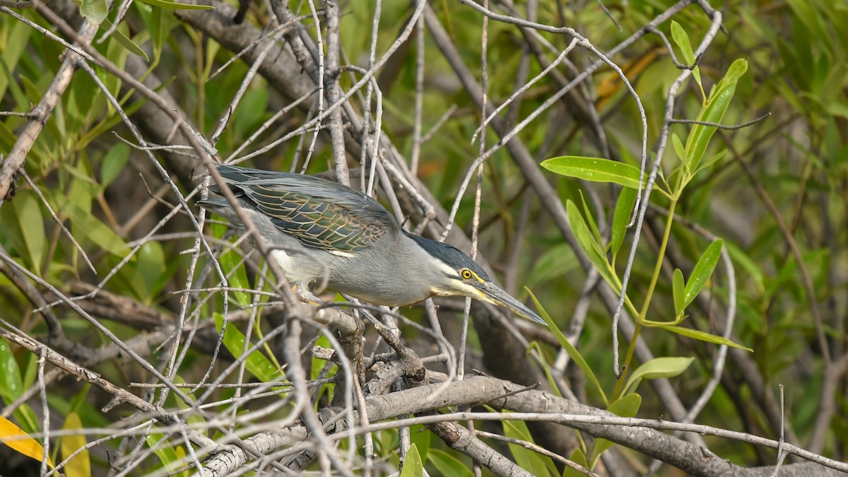 Striated Heron (Old World) - ML644040800