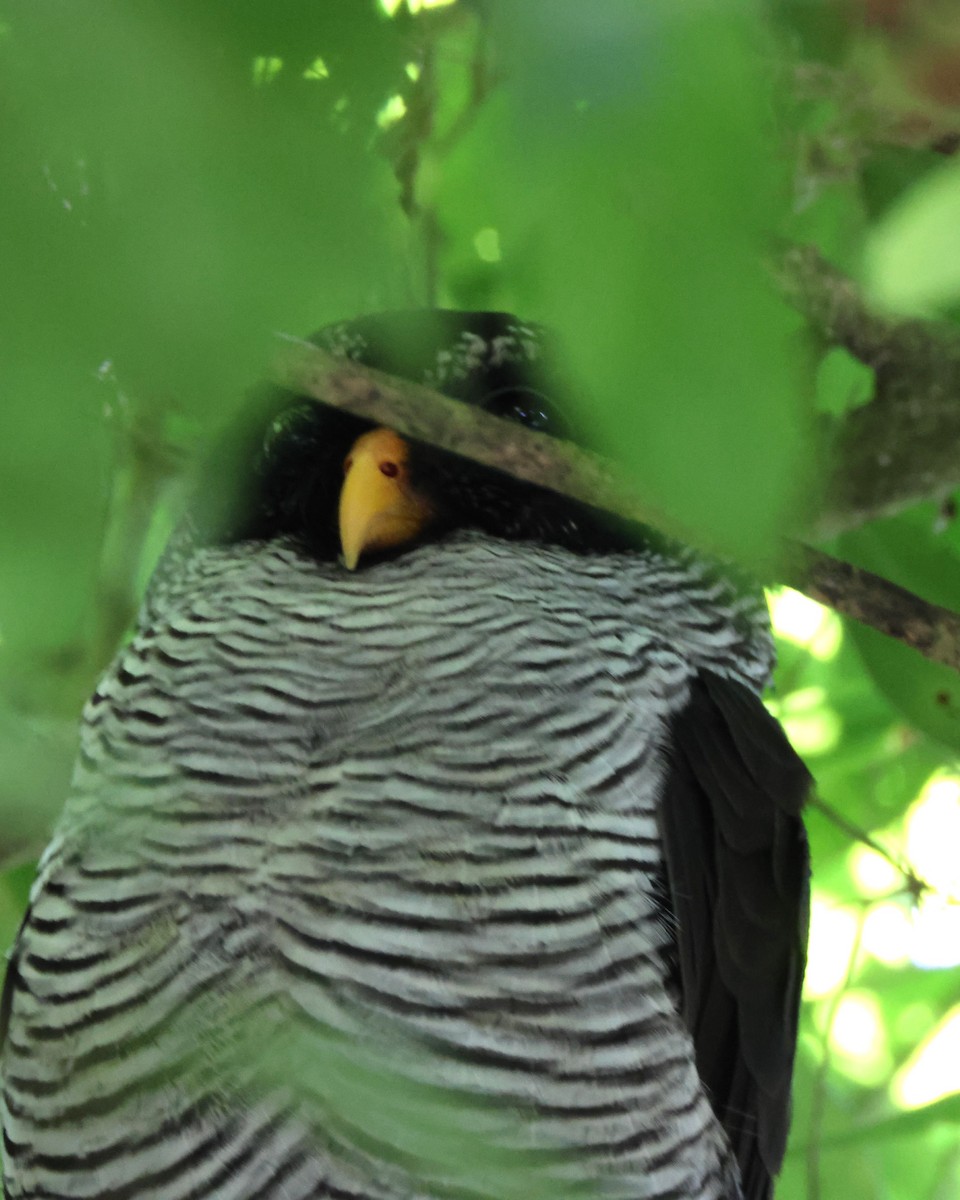 Black-and-white Owl - ML644040801