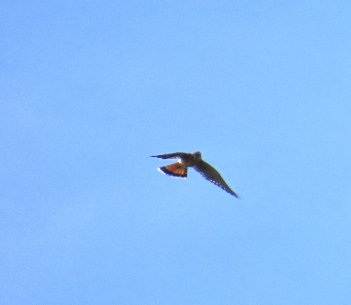 American Kestrel - ML644040802