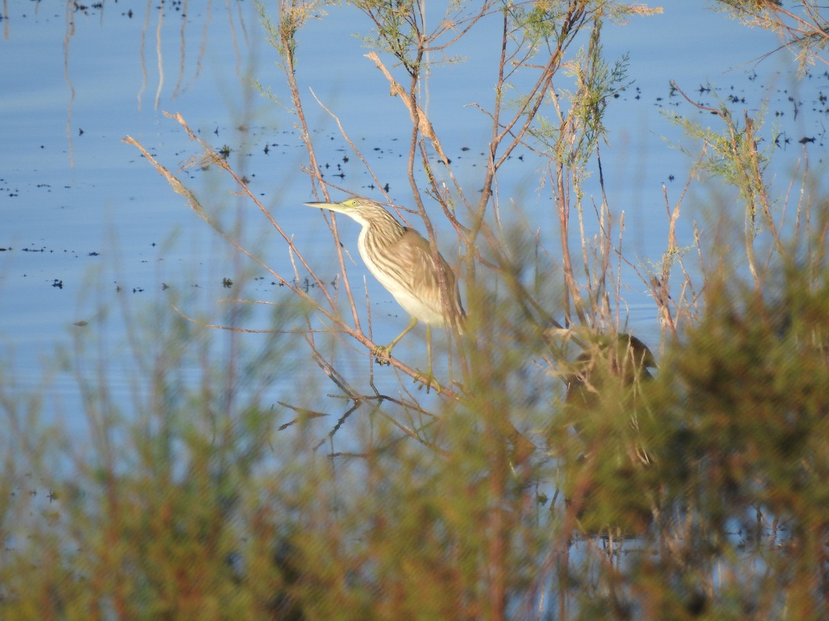 Squacco Heron - ML644040803