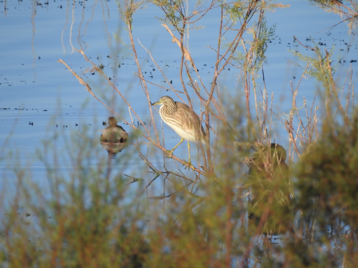 Squacco Heron - ML644040805
