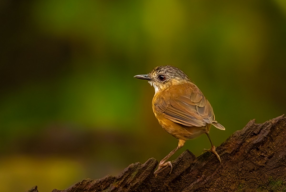 Temminck's Babbler - ML644040807