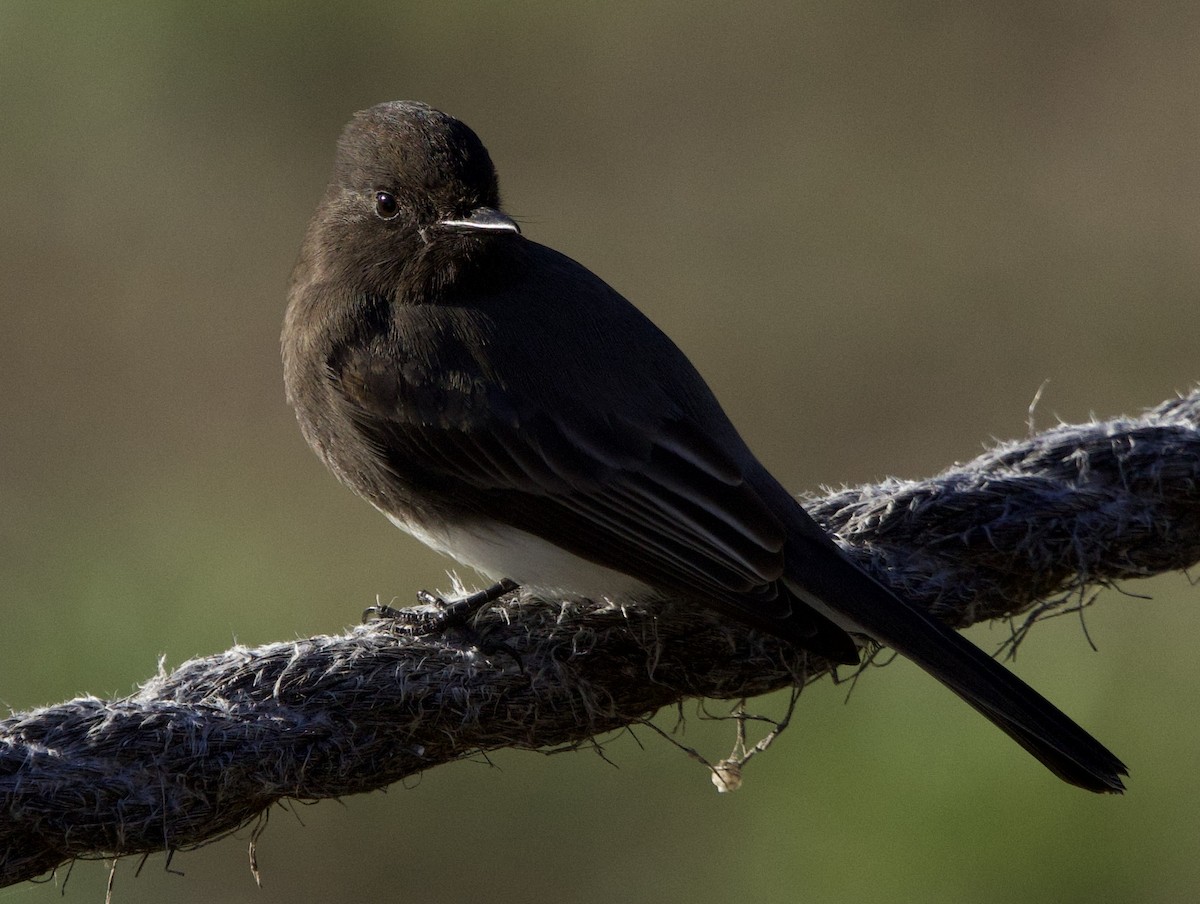 Black Phoebe - ML644040808