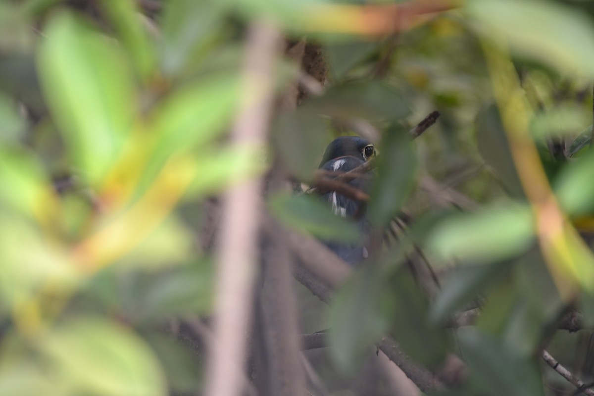 White-backed Night Heron - ML644040809