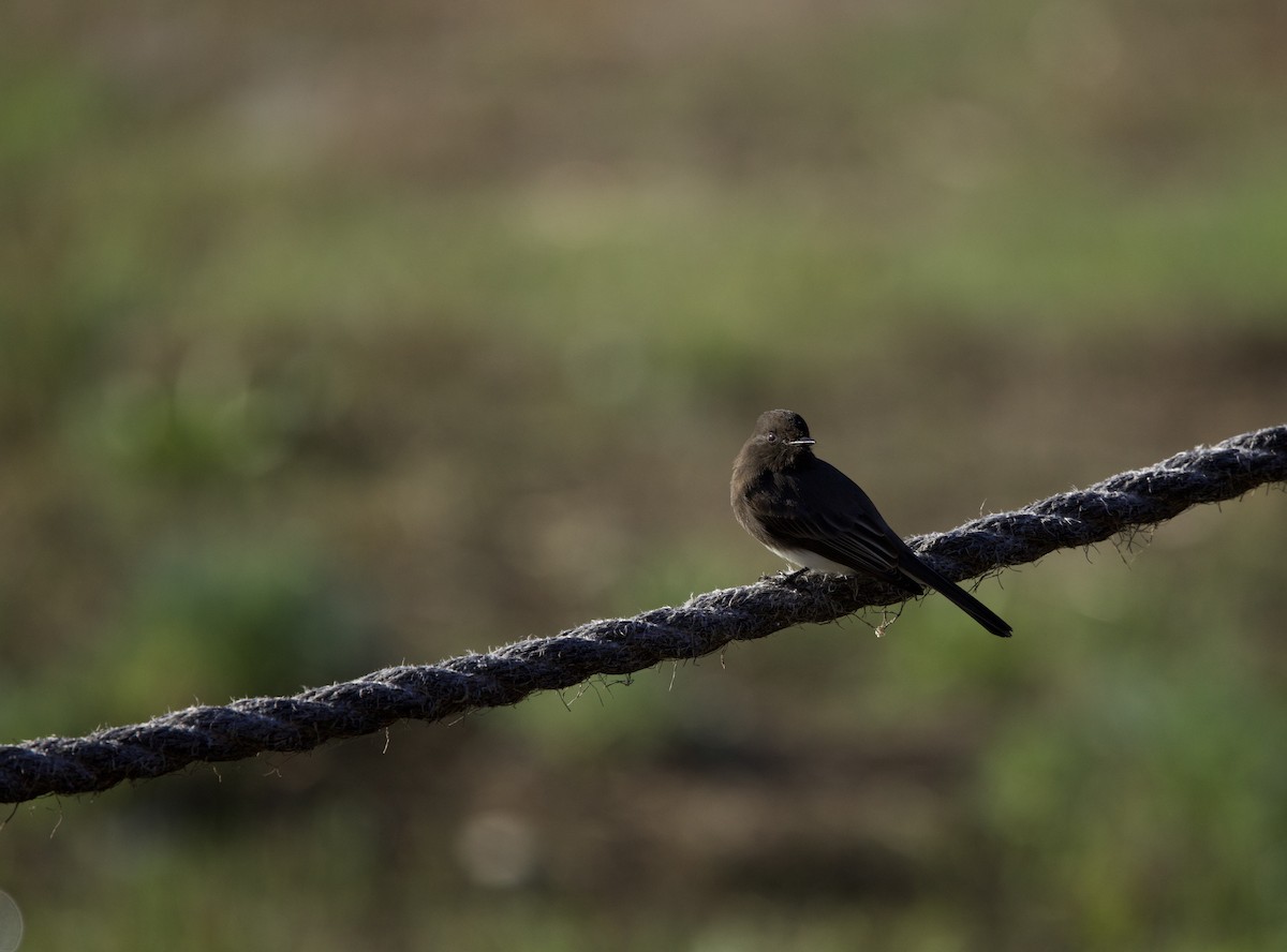 Black Phoebe - ML644040810
