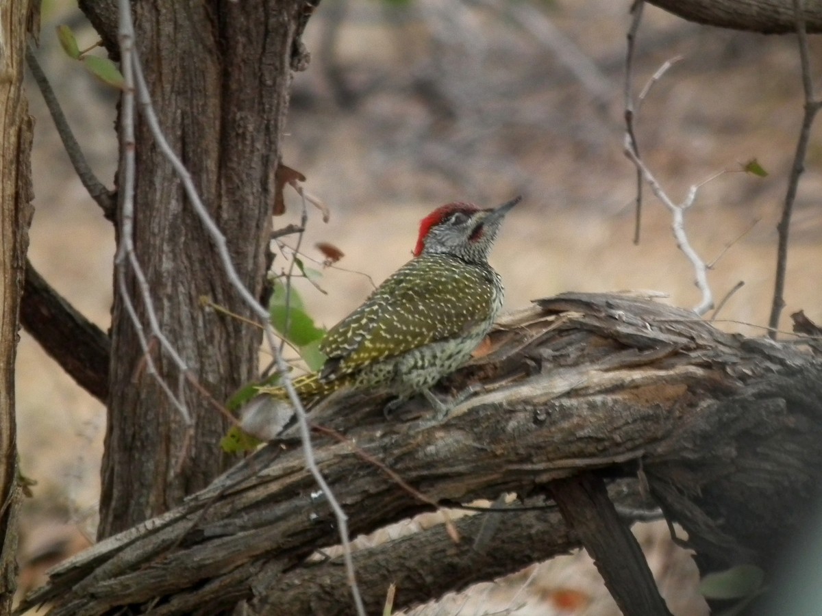 Golden-tailed Woodpecker - ML644040811