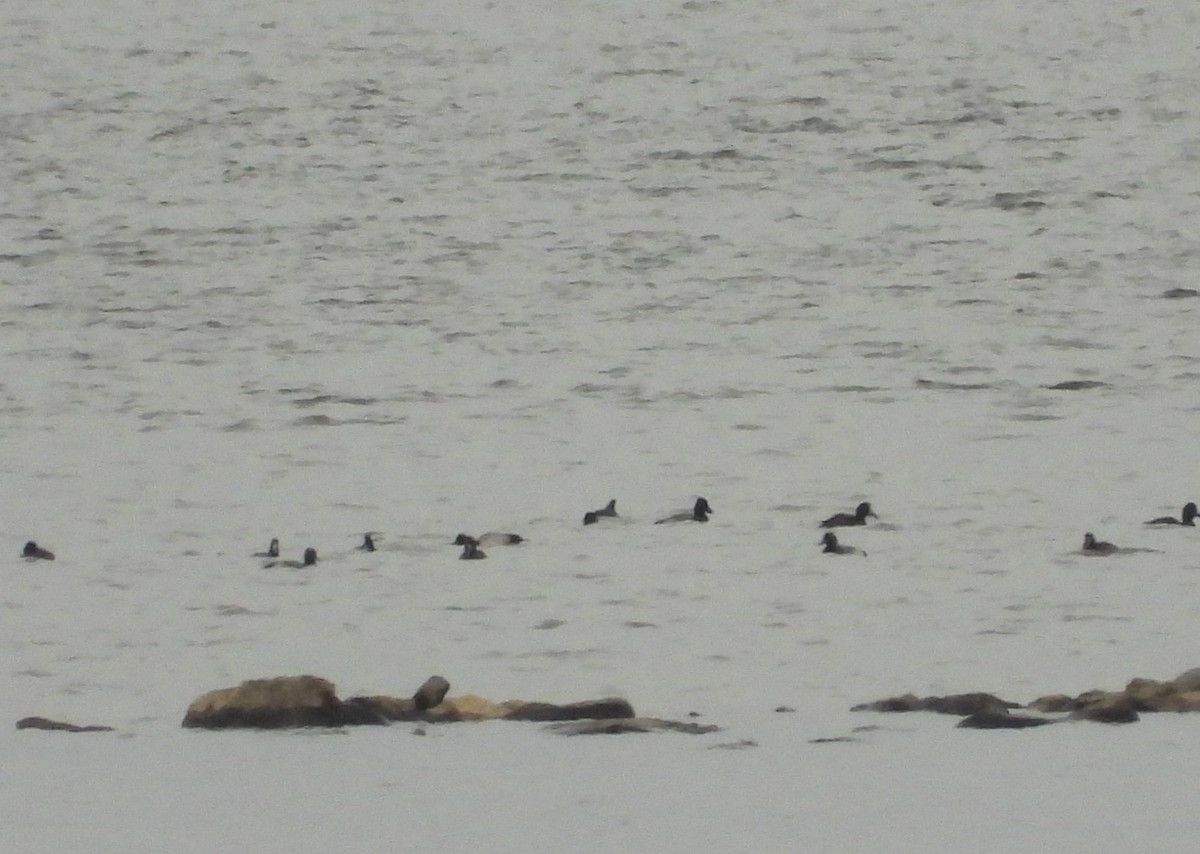 Greater/Lesser Scaup - ML644040812