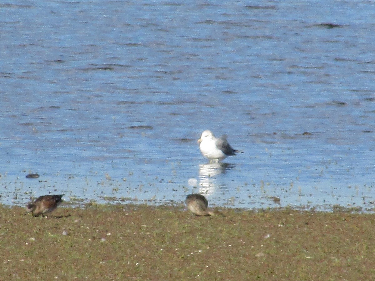 California Gull - ML644040813