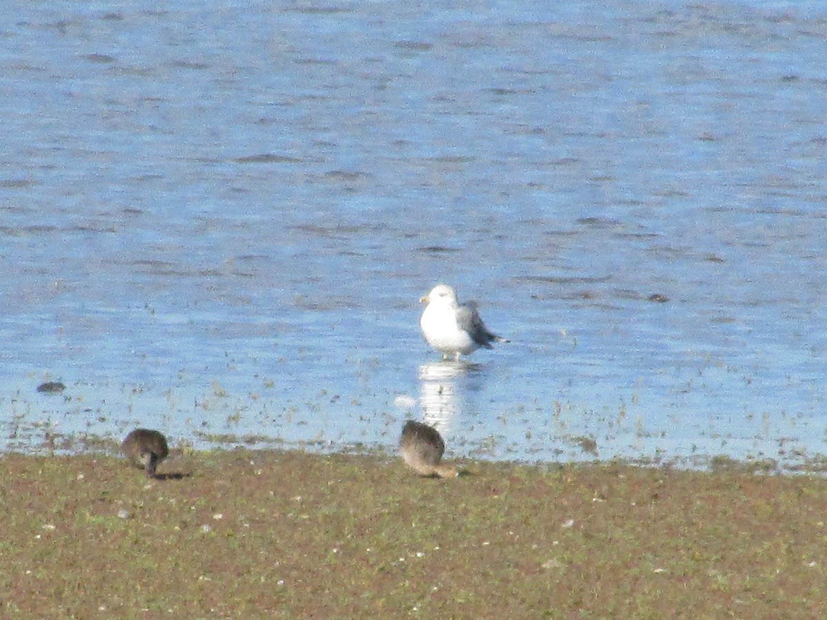 California Gull - ML644040814