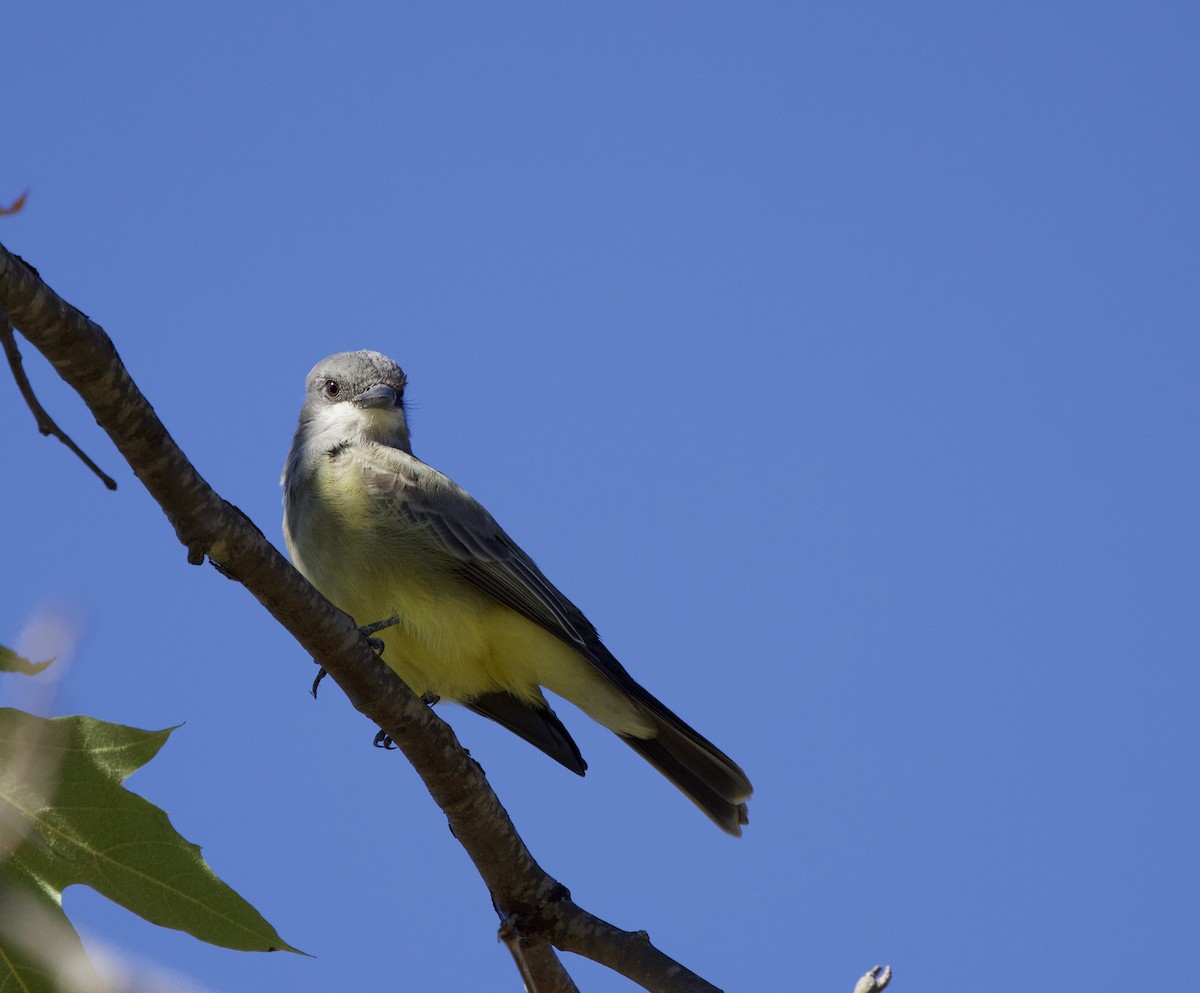Cassin's Kingbird - ML644040821