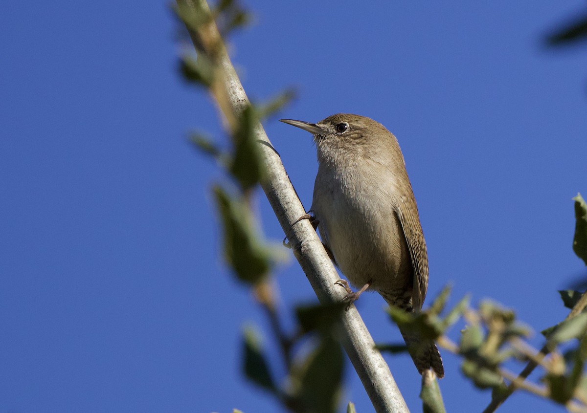 Northern House Wren - ML644040830