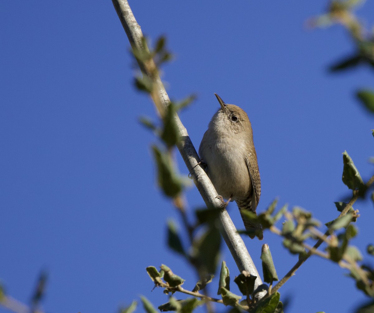 Northern House Wren - ML644040831