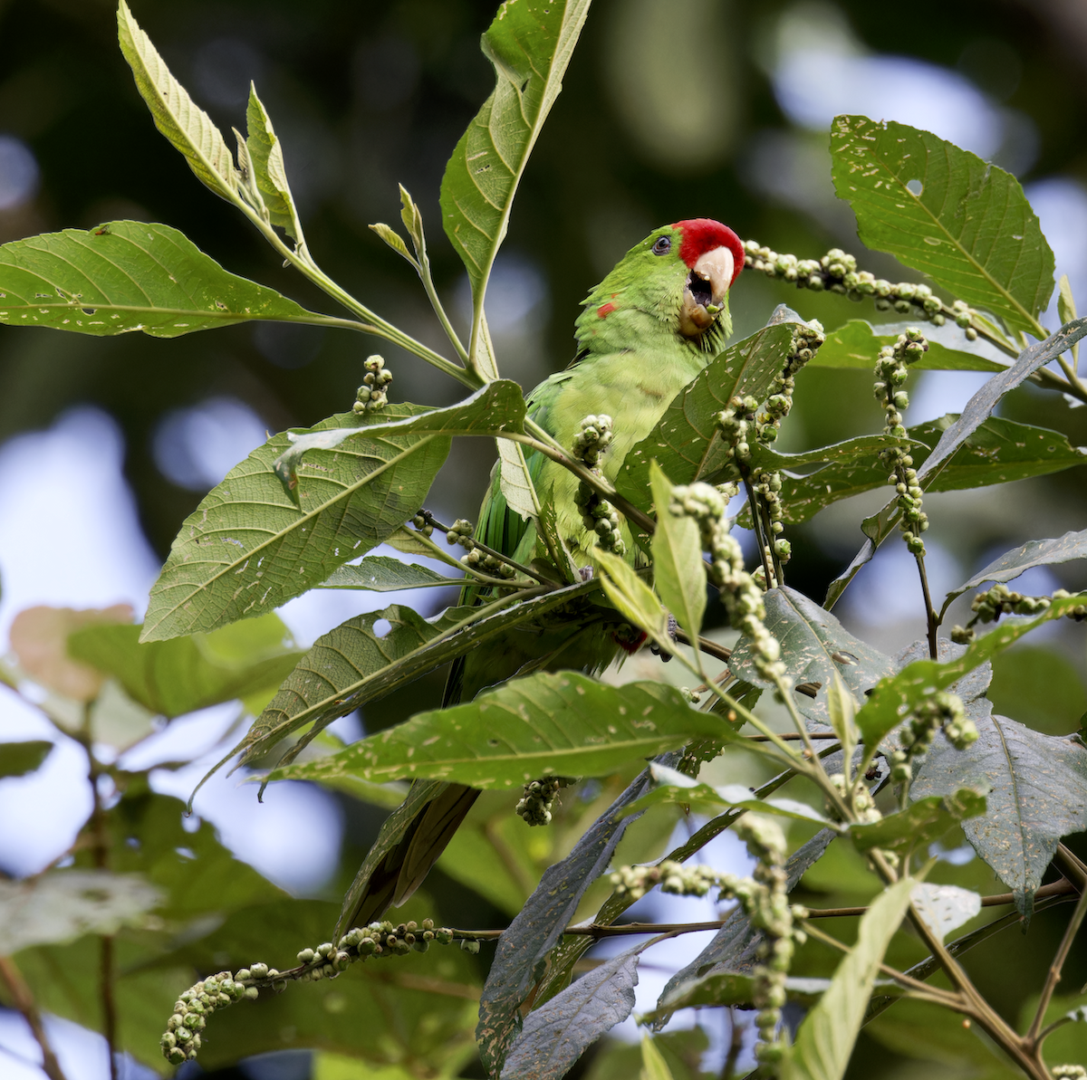 Scarlet-fronted Parakeet - ML644040837