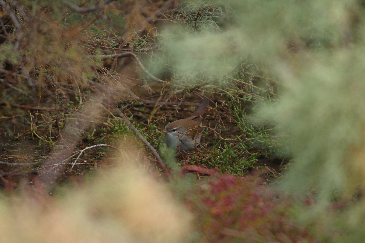 Errekatxindorra - ML644040838