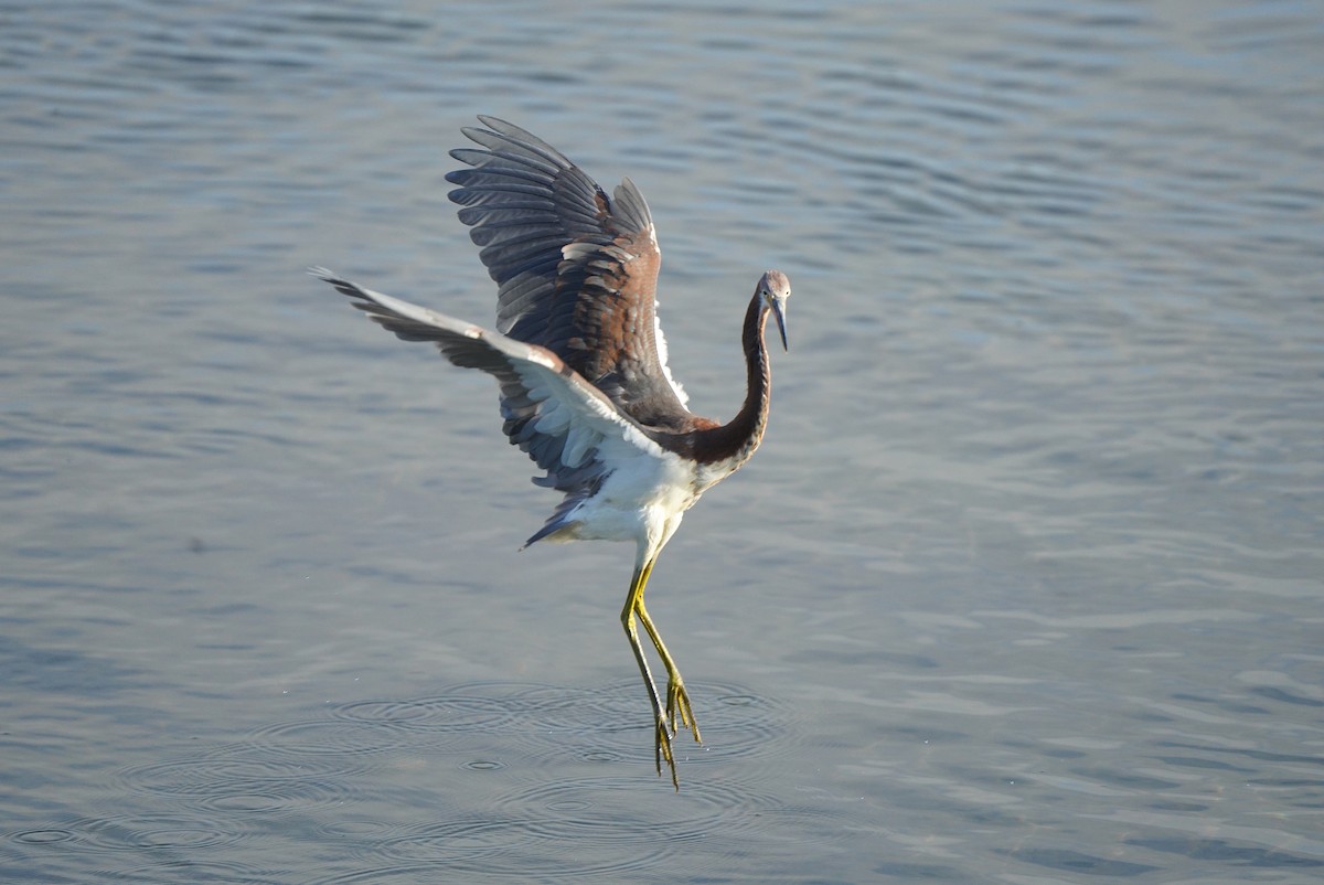 Tricolored Heron - ML644040839