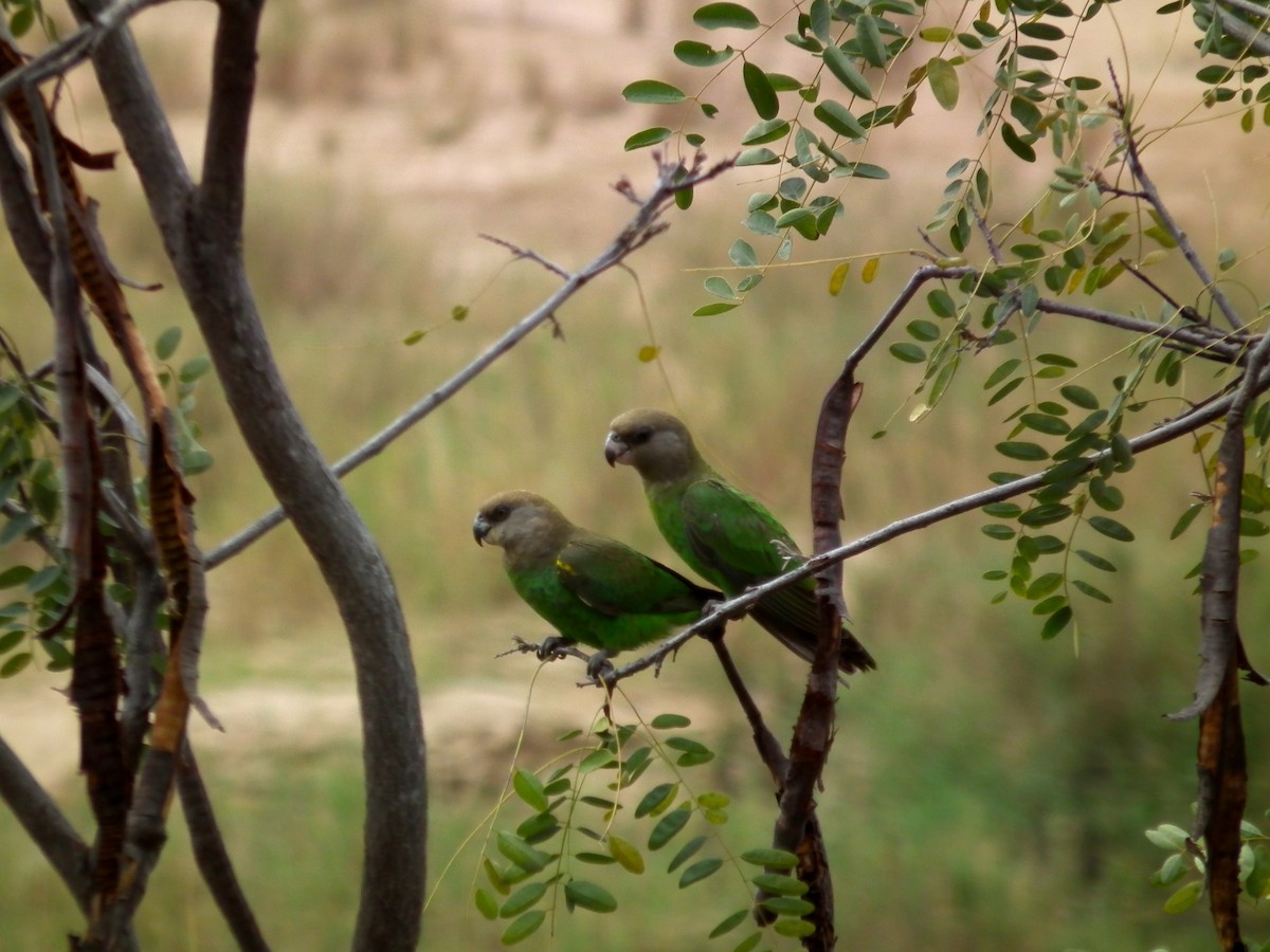 Brown-headed Parrot - ML644040840
