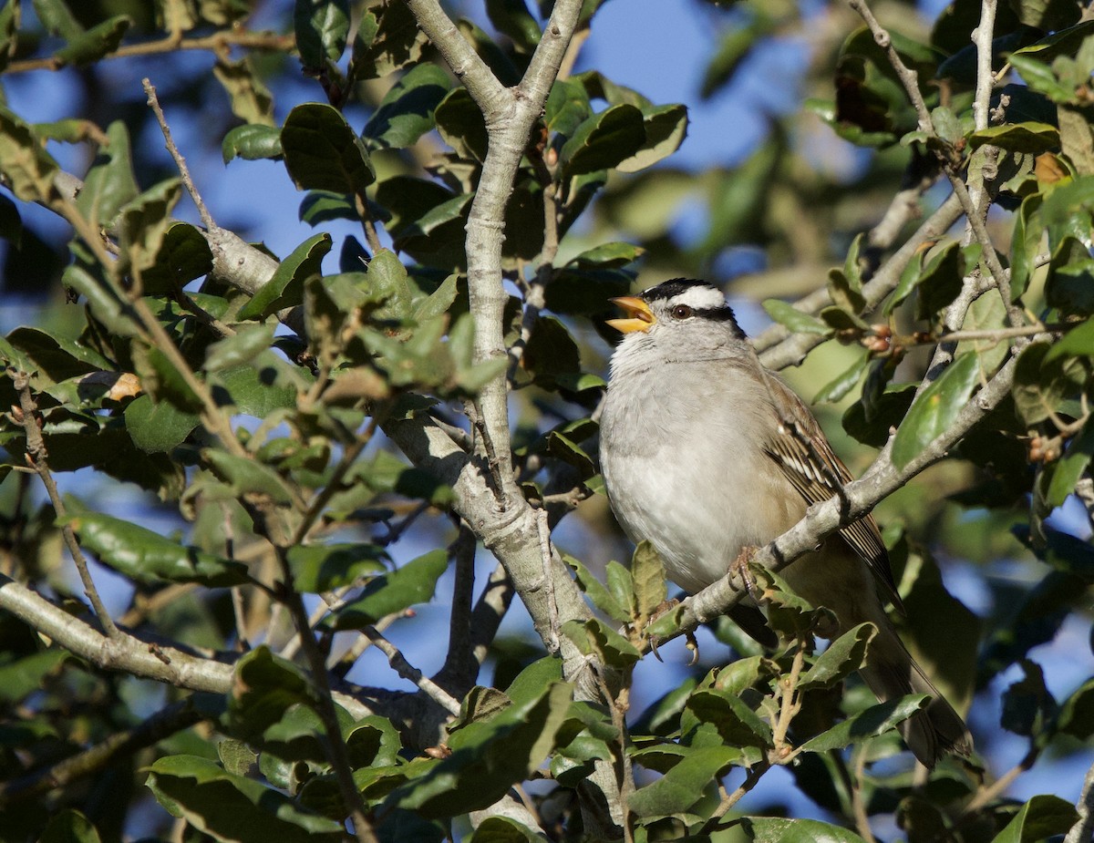 White-crowned Sparrow - ML644040841