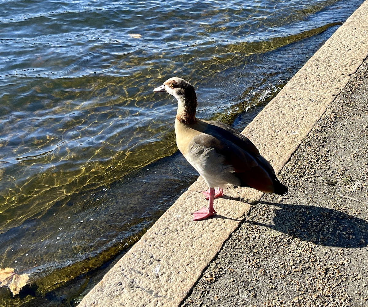Egyptian Goose - ML644040844