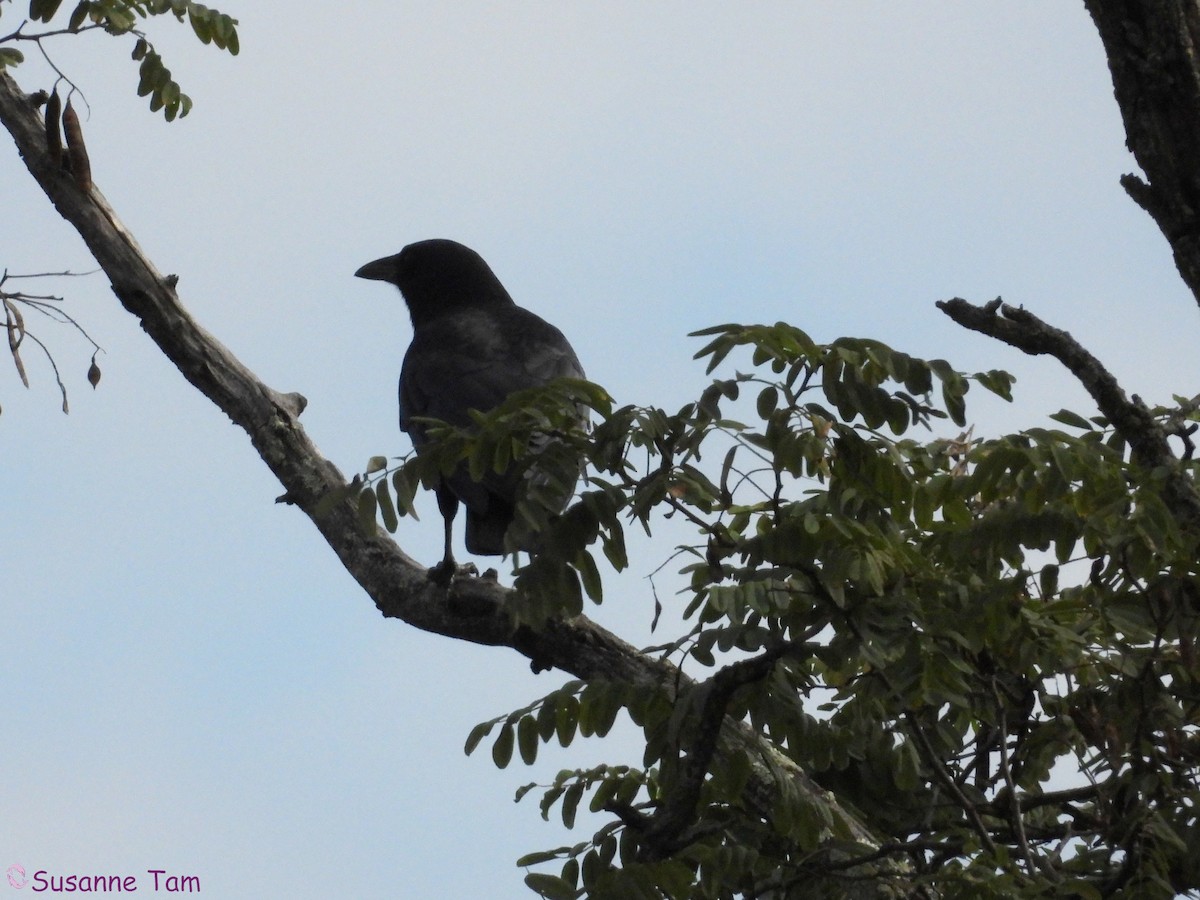 ravn - ML644040853