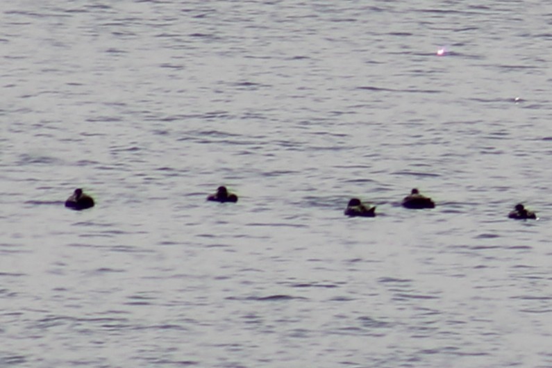 Black Scoter - ML644040855