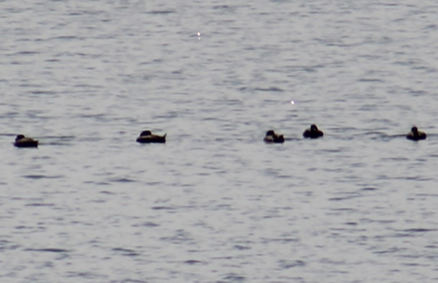 Black Scoter - ML644040856