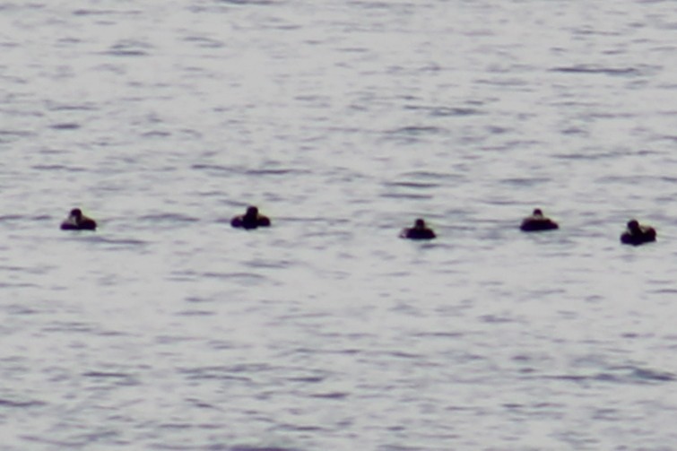 Black Scoter - ML644040857