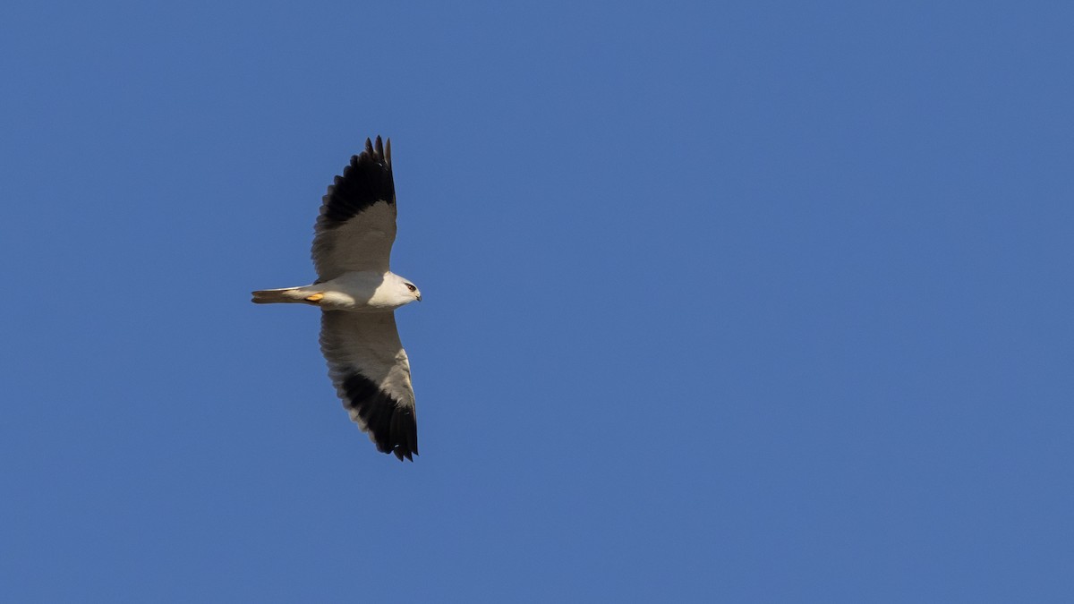 Black-winged Kite - ML644040858