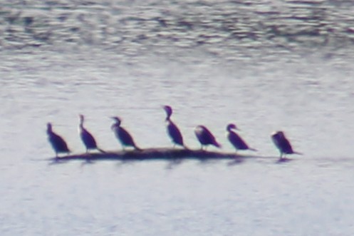 Double-crested Cormorant - ML644040863