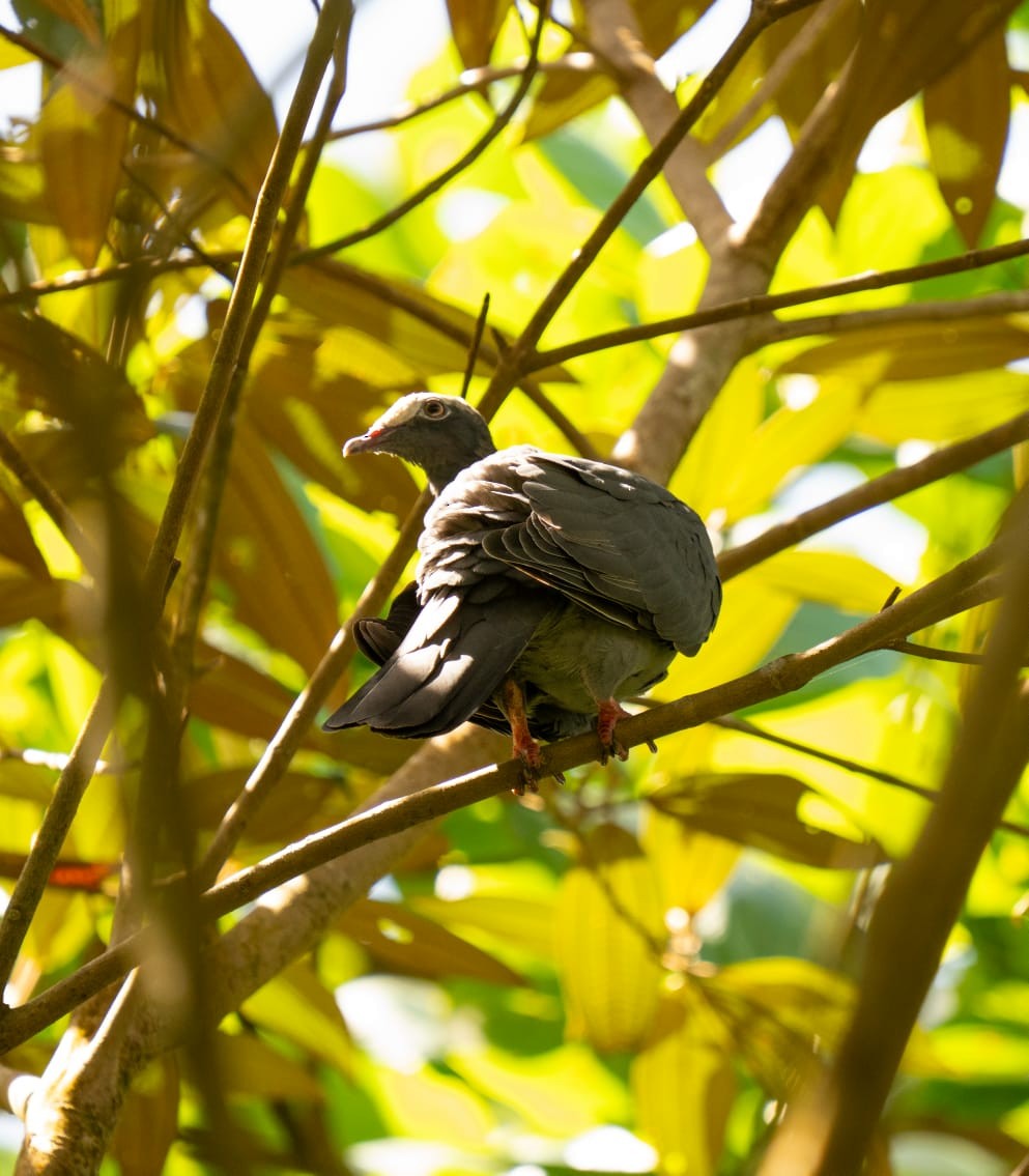 White-crowned Pigeon - ML644040870