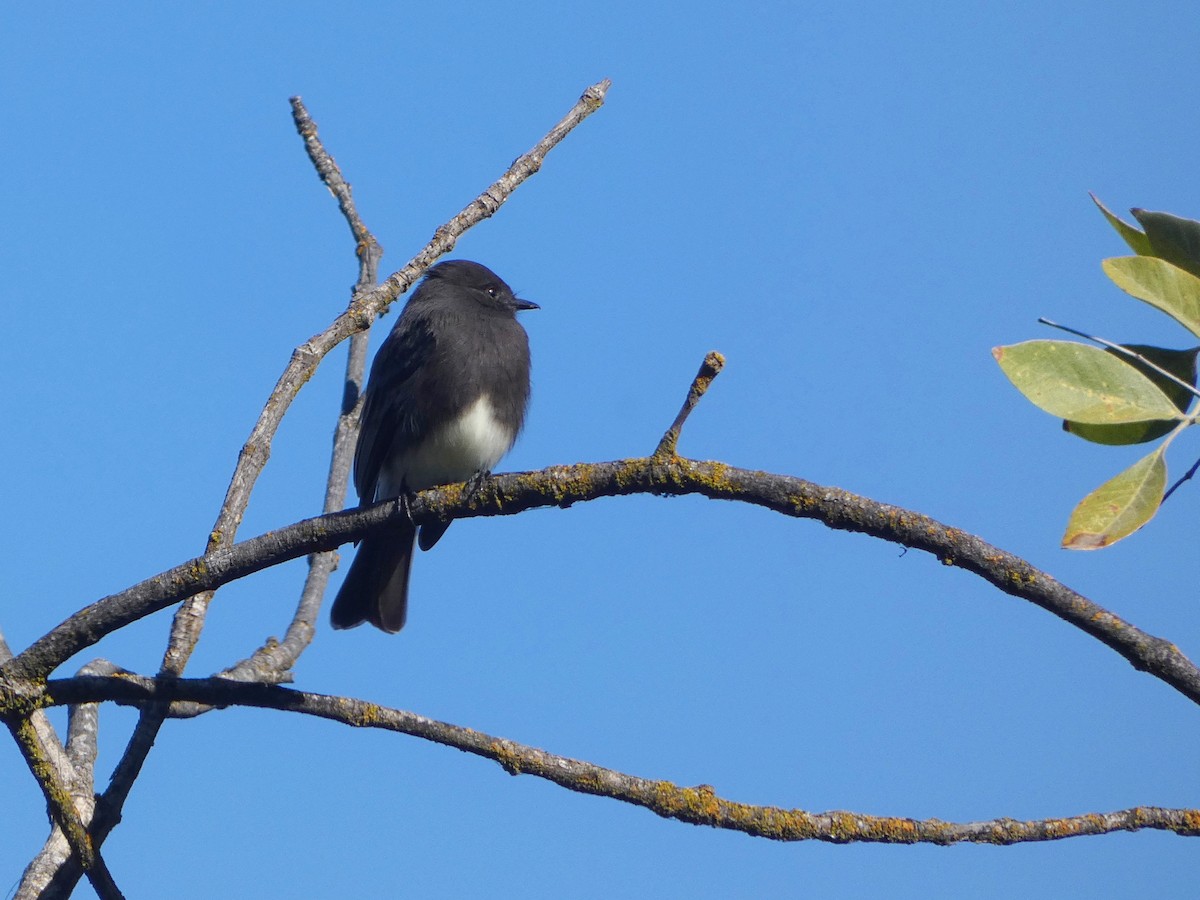 Black Phoebe - ML644040885
