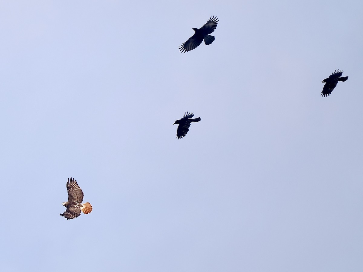 Red-tailed Hawk - ML644040893