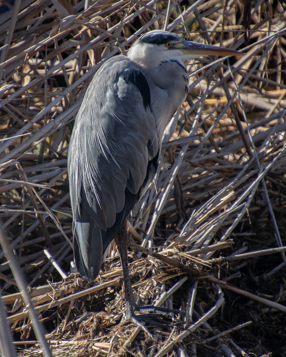 Gray Heron - ML644040894