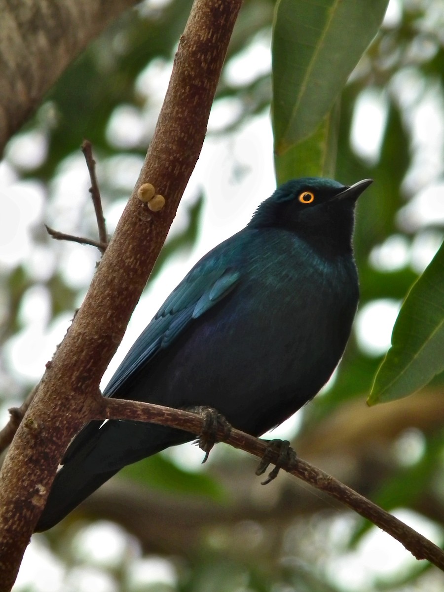Greater Blue-eared Starling - ML644040901