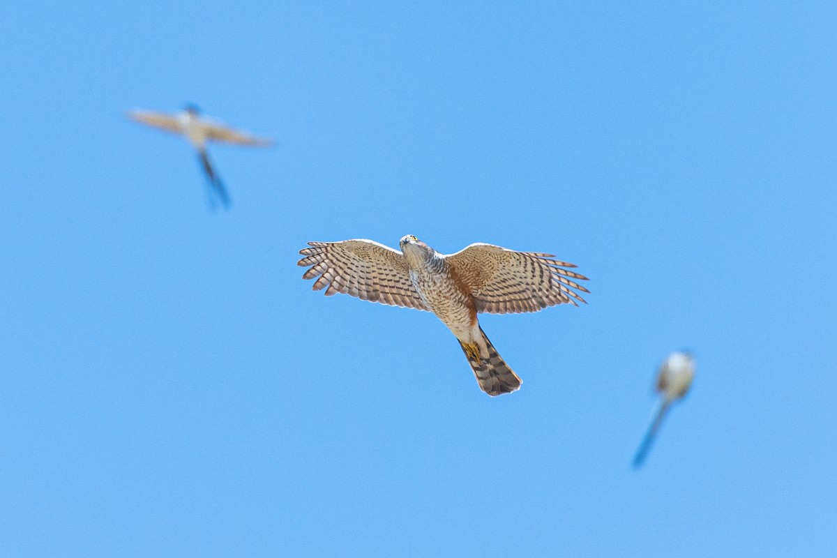 Sharp-shinned Hawk - ML644040903
