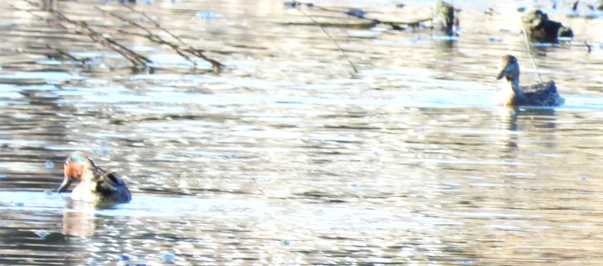 Green-winged Teal - ML644040909