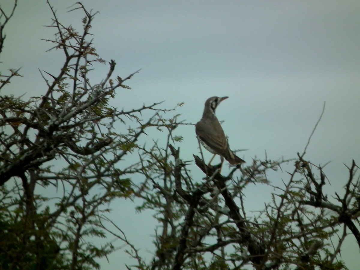 Groundscraper Thrush - ML644040914