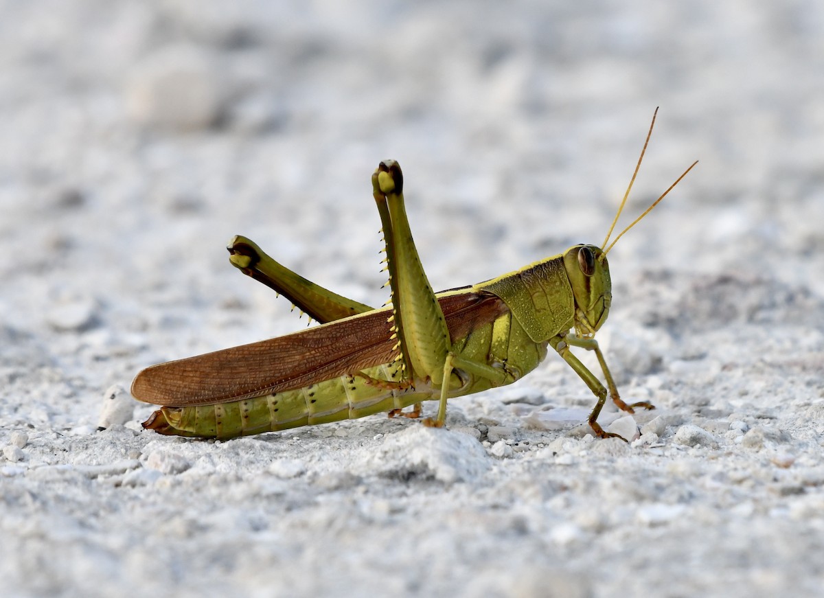 Animals - ML644040924