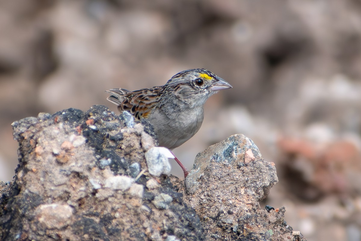 Grassland Sparrow - ML644040927