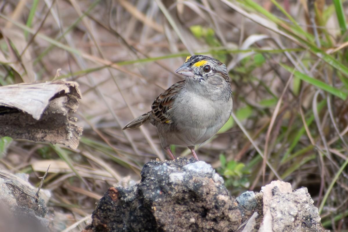 Grassland Sparrow - ML644040929