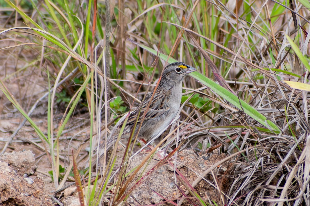 Grassland Sparrow - ML644040930