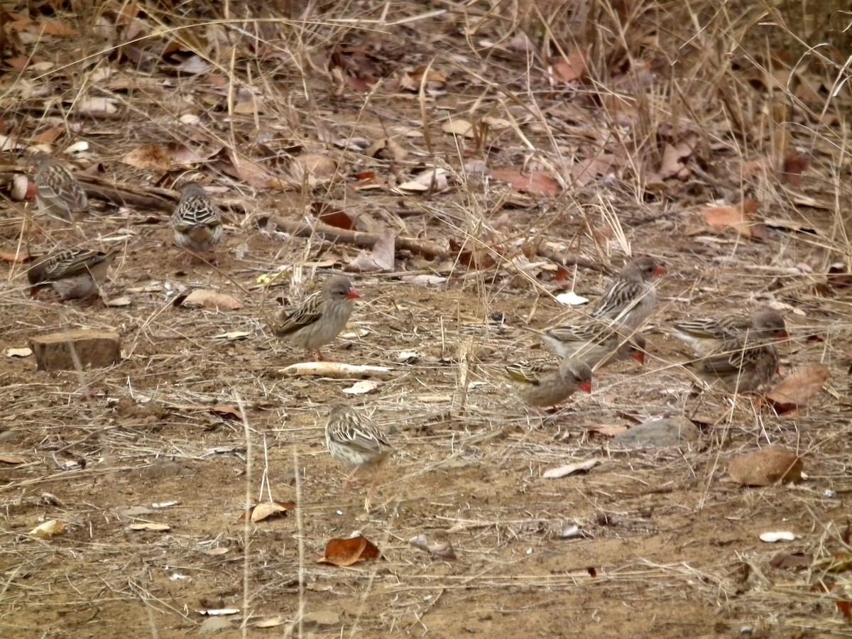 Red-billed Quelea - ML644040933