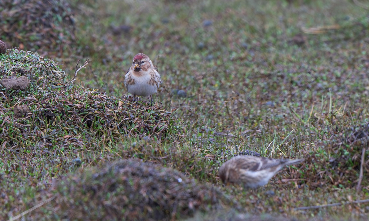 Redpoll (Lesser) - ML644040935