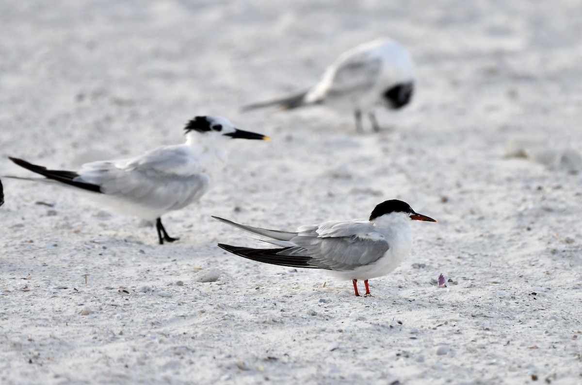 Common Tern (hirundo/tibetana) - ML644040940