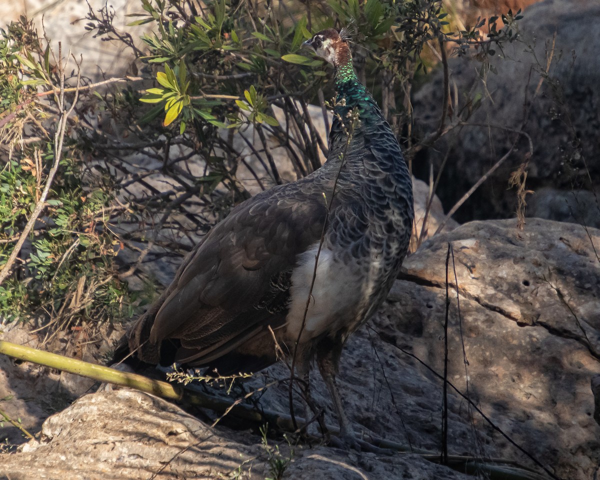 Indian Peafowl - ML644040943