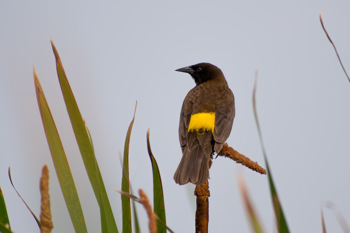 Yellow-rumped Marshbird - ML644040944