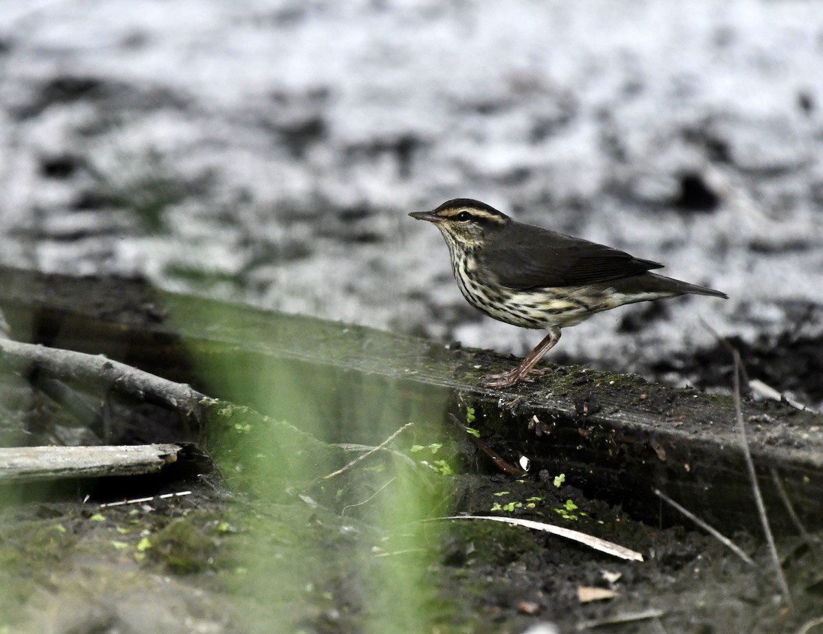 Northern Waterthrush - ML644040947