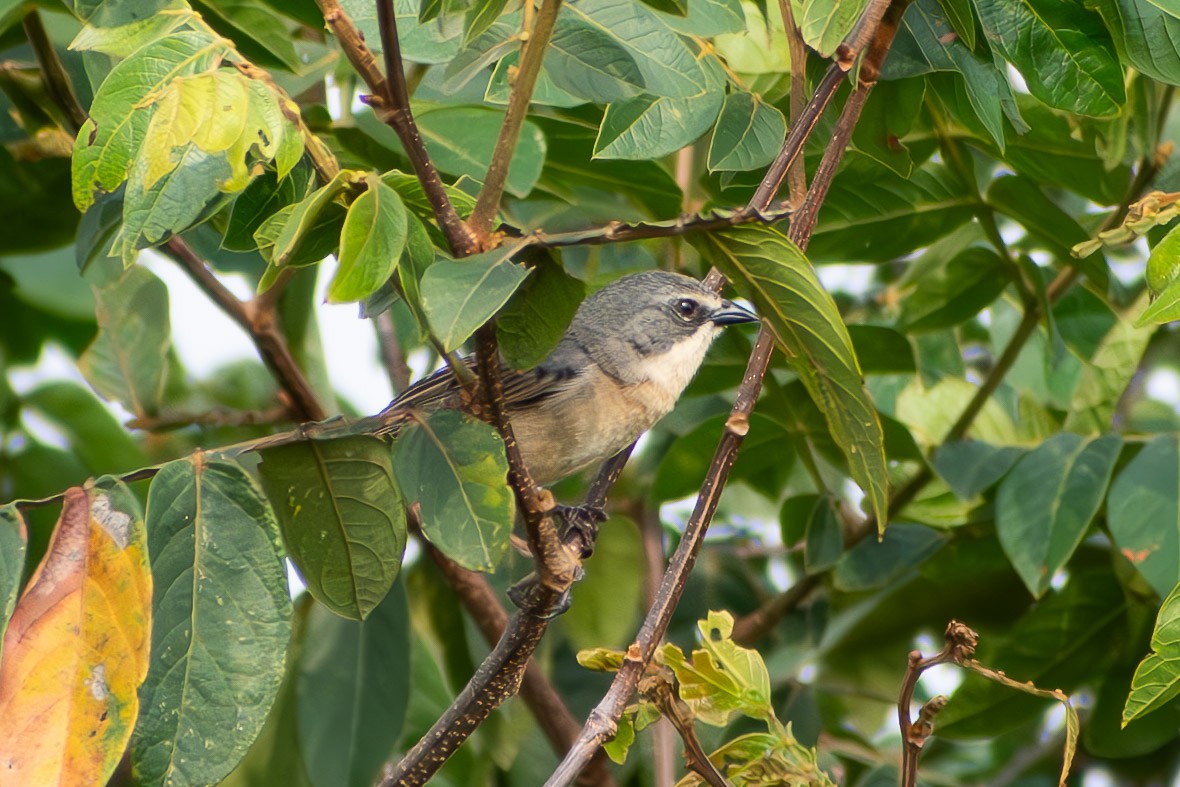 rørspurv - ML644040950